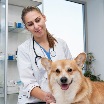 Neste Dia do Veterinário, homenageamos quem cuida dos nossos pets e apresentamos nossa nova proteção: conheça o Plano de Saúde Pet!